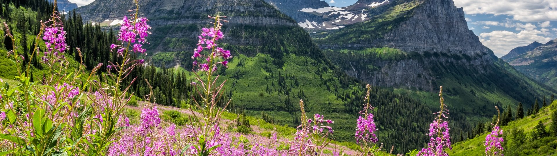 Garden Wall with flowers at the forefront and glaciers as backdrop under blue sky in Glacier National Park, MT, USA.